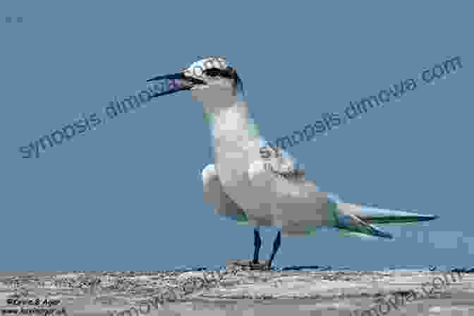 A Black Naped Tern In The Maldives AVITOPIA Birds Of The Maldives