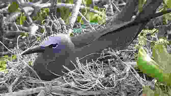 A Brown Noddy In The Maldives AVITOPIA Birds Of The Maldives