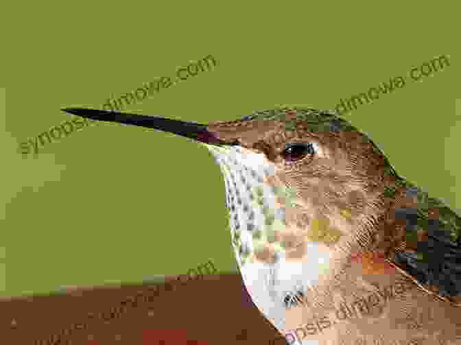 A Close Up Of A Tiny Hummingbird, Its Emerald Feathers Shimmering Like Jewels AVITOPIA Birds Of Dominica