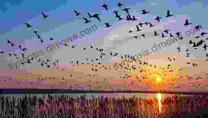 A Flock Of Migratory Birds Soaring Through The Sky Above The Mississippi River, Their Wings A Symphony Of Motion Exploring Nature In Illinois: A Field Guide To The Prairie State