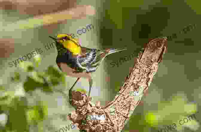 A Golden Cheeked Warbler Perched On A Branch Texas Treasure: The Golden Cheeked Warbler