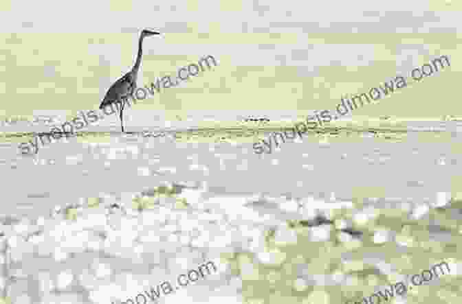 A Great Egret In The Maldives AVITOPIA Birds Of The Maldives