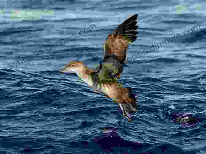 A Group Of Balearic Shearwaters Taking Flight Over The Mediterranean Sea, Their Graceful Wings Extended AVITOPIA Birds Of Majorca