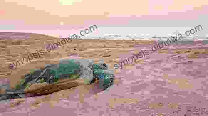 A Group Of Turtles Nesting On The Beach At Ras Al Jinz, Surrounded By A Starry Night Sky. Oman Travel Guide And Travel Information