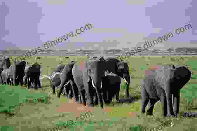 A Herd Of Elephants Walking Across The African Grasslands Elephants (Amazing African Animals) David Wilkinson