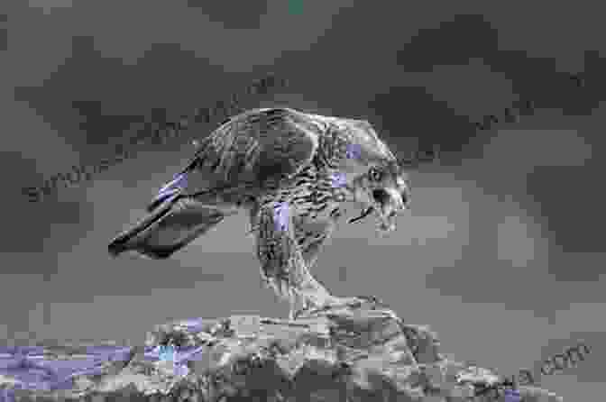 A Majestic Bonelli's Eagle Perched On A Rock, Showcasing Its Powerful Wings And Piercing Gaze AVITOPIA Birds Of Majorca