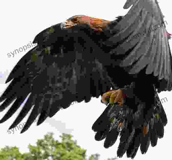 A Majestic Golden Eagle Soars Through The Sky, Its Piercing Gaze Fixed On Its Prey. AVITOPIA Birds Of Afghanistan