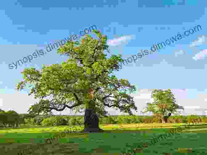 A Majestic Oak Tree Standing Tall In A Meadow, Its Gnarled Branches Reaching Towards The Sky. Shire Summer Philippe Nessmann