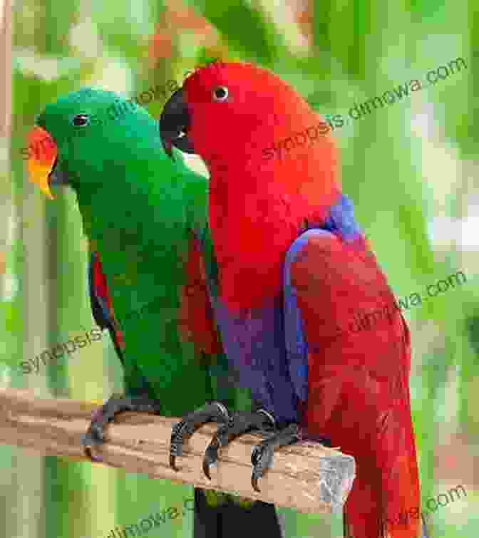 A Pair Of Eclectus Parrots Eclectus Parrot Eclectus Parrots As Pets Eclectus Parrot Keeping Pros And Cons Care Housing Diet And Health