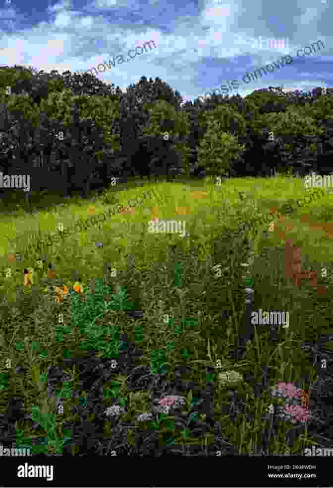 A Panorama Of Nachusa Grasslands, With Golden Grasses Undulating In The Wind And Wildflowers Adding Splashes Of Color Exploring Nature In Illinois: A Field Guide To The Prairie State