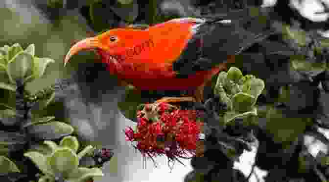 A Panoramic View Of A Lush Hawaiian Forest Teeming With Colorful Native Birds AVITOPIA Birds Of The Hawaiian Islands