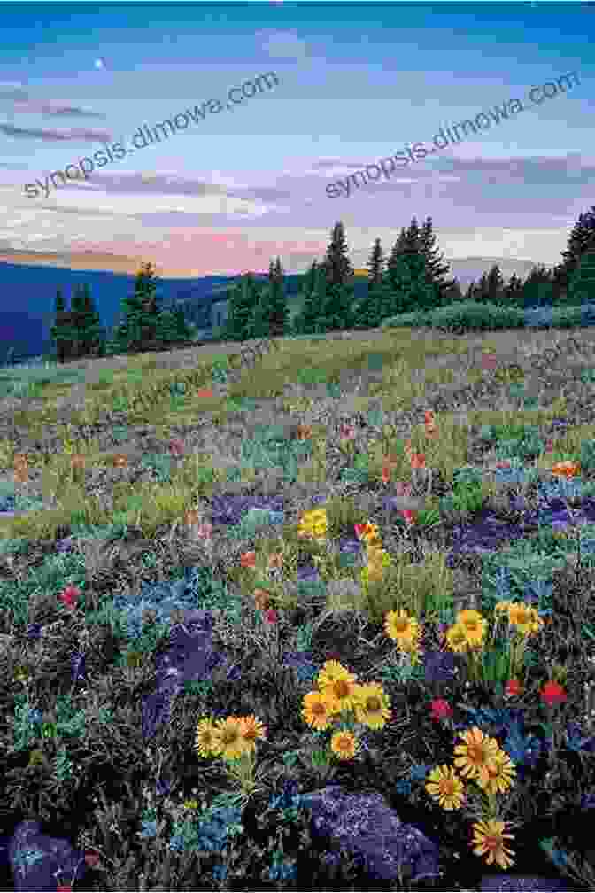 A Panoramic View Of A Vast Prairie, With Wildflowers Blooming In Vibrant Hues Exploring Nature In Illinois: A Field Guide To The Prairie State