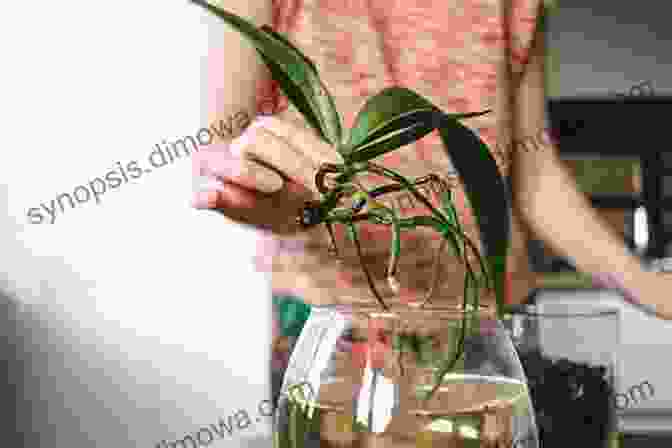 A Person Watering An Orchid Plant, Demonstrating Proper Care And Maintenance. Handy Pocket Guide To Orchids (Handy Pocket Guides)