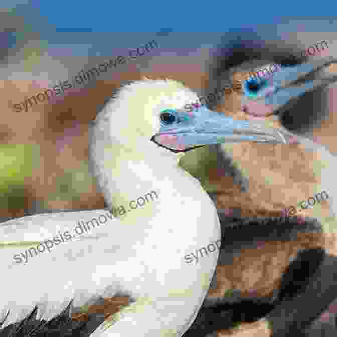 A Red Footed Booby In The Maldives AVITOPIA Birds Of The Maldives