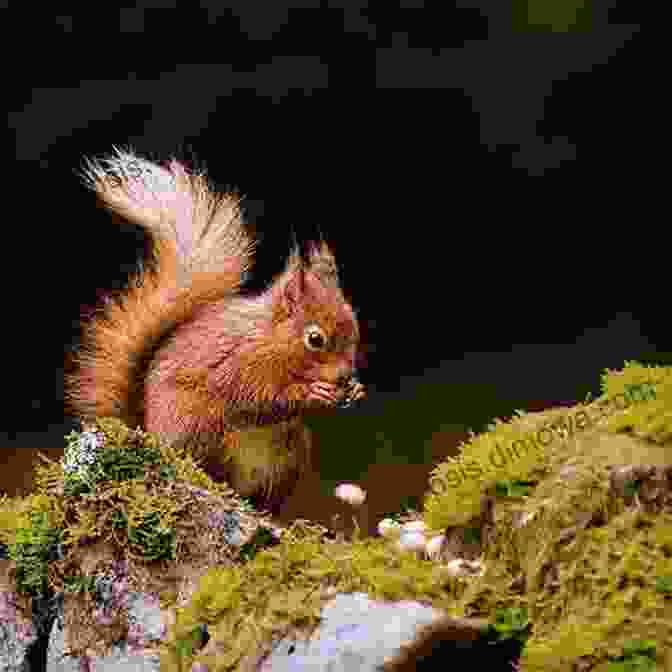 A Red Squirrel Eating A Nut Rewilding: Real Life Stories Of Returning British And Irish Wildlife To Balance