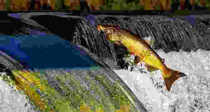 A Salmon Leaping Out Of The Water, Its Shimmering Scales Catching The Sunlight. Wolves In The Land Of Salmon