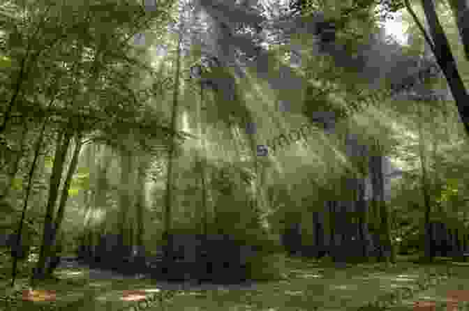 A Serene Forest With Sunlight Filtering Through The Canopy Life Force: An Earth Justice Fantasy Poem