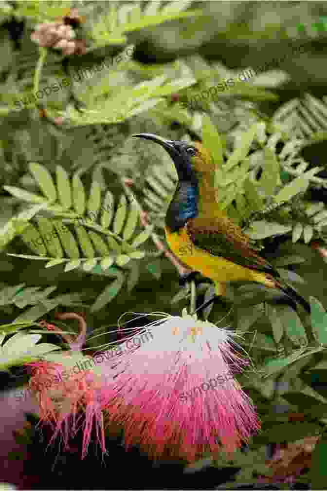 A Stunning Photograph Of A Vibrant Sunbird Flitting Through The Canopy Of A Lush Kenyan Forest. AVITOPIA Birds Of Kenya