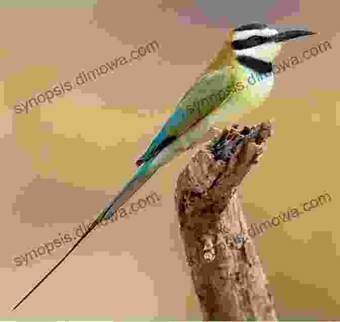 A Stunning Photograph Of A White Throated Bee Eater In Flight, Its Vibrant Plumage Shimmering In The Sunlight AVITOPIA Birds Of Guinea Bissau