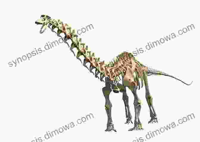 A Towering Skeleton Of A Brontosaurus, Showcasing Its Massive Proportions And Elongated Neck The Wonderful World Of The Brontosaurus