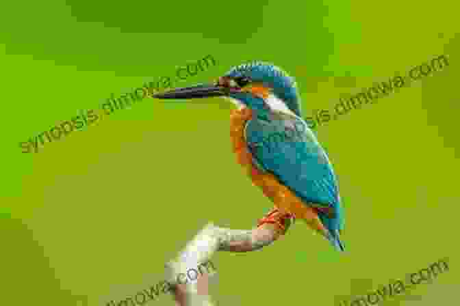 A Vibrant Blue Kingfisher Perched On A Branch AVITOPIA Birds Of Lithuania