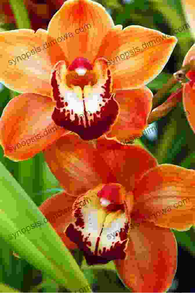 A Vibrant Collection Of Orchids In Different Shapes And Colors, Showcasing The Diversity Of The Orchidaceae Family. Handy Pocket Guide To Orchids (Handy Pocket Guides)