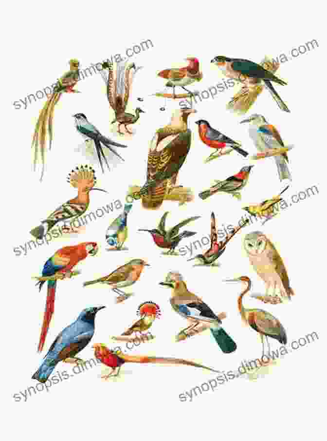 A Vibrant Illustration Of Diverse Bird Species Native To The Union Of The Comoros, Showcasing Their Intricate Plumage And Unique Adaptations. AVITOPIA Birds Of The Union Of The Comoros