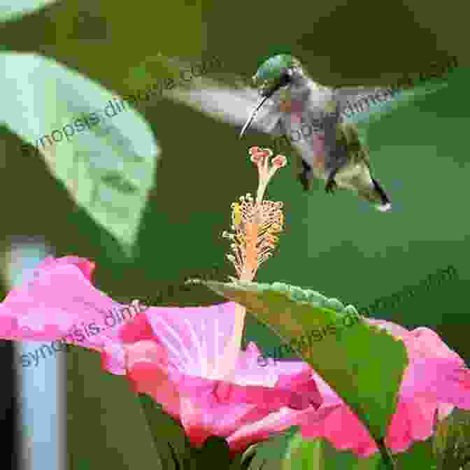 A Vibrant Purple Hummingbird Hovers Near A Blooming Flower AVITOPIA Birds Of Dominica