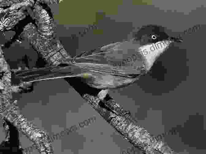 A Vibrant Western Orphean Warbler Perched On A Branch, Displaying Its Bright Yellow Plumage And Distinctive Eye Ring AVITOPIA Birds Of Majorca