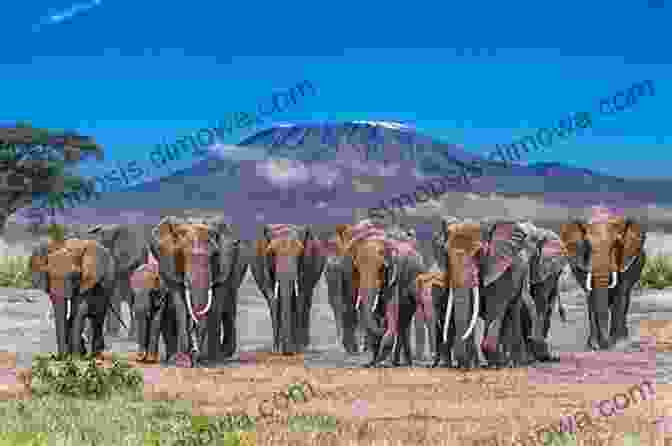 A Volunteer Observing A Herd Of Elephants In A National Park In Kenya Poverty And Promise: One Volunteer S Experience Of Kenya