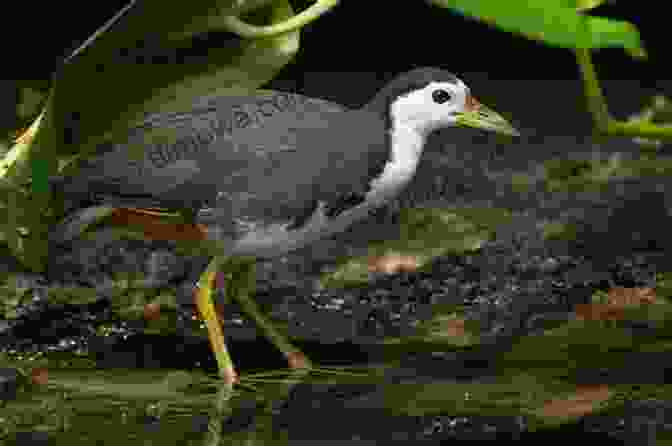 A White Breasted Waterhen In The Maldives AVITOPIA Birds Of The Maldives