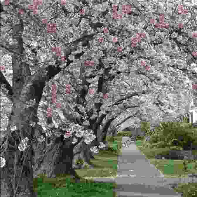 Alice Standing Under An Apple Blossom Tree, Surrounded By Cute Woodland Animals Our Australian Girl: Alice And The Apple Blossom Fair (Book 2)