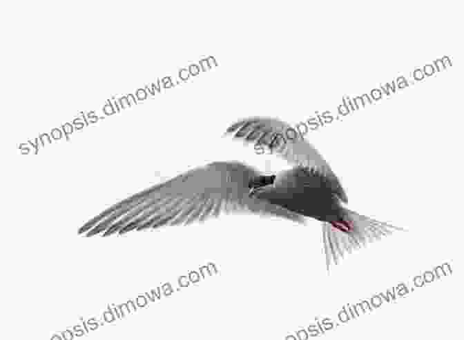 An Arctic Tern In Flight, Its Wings Outstretched And Gliding Effortlessly Over The Open Sea AVITOPIA Birds Of Greenland