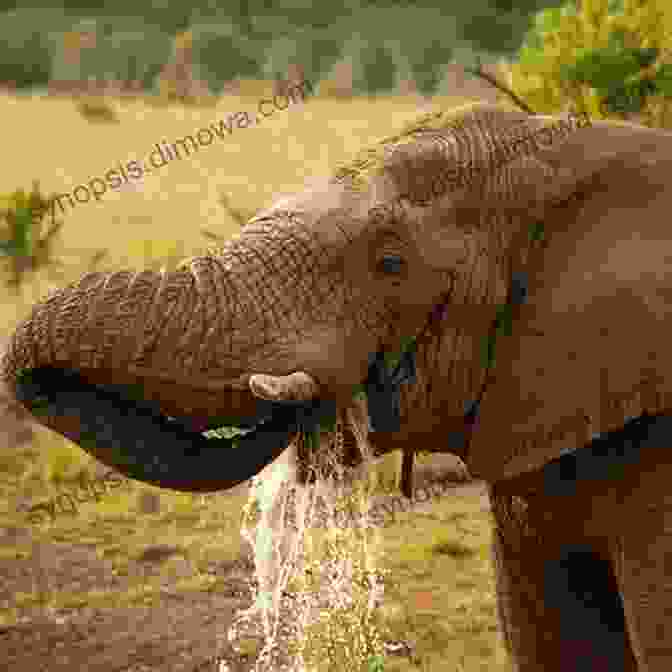 An Elephant Drinking Water From A Watering Hole Elephants (Amazing African Animals) David Wilkinson