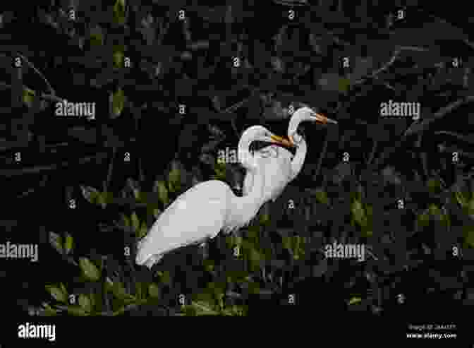 An Evocative Image Of A Pair Of Great Egrets Standing Gracefully In A Tranquil Wetland, Their Delicate Plumes Gently Swaying In The Breeze AVITOPIA Birds Of Guinea Bissau