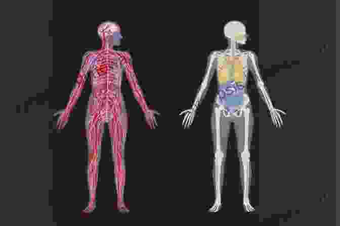 An Intricate Illustration Of The Human Body, Showcasing Its Complex Network Of Organs, Muscles, And Bones. The Body Of The People: East German Dance Since 1945 (Studies In Dance History)