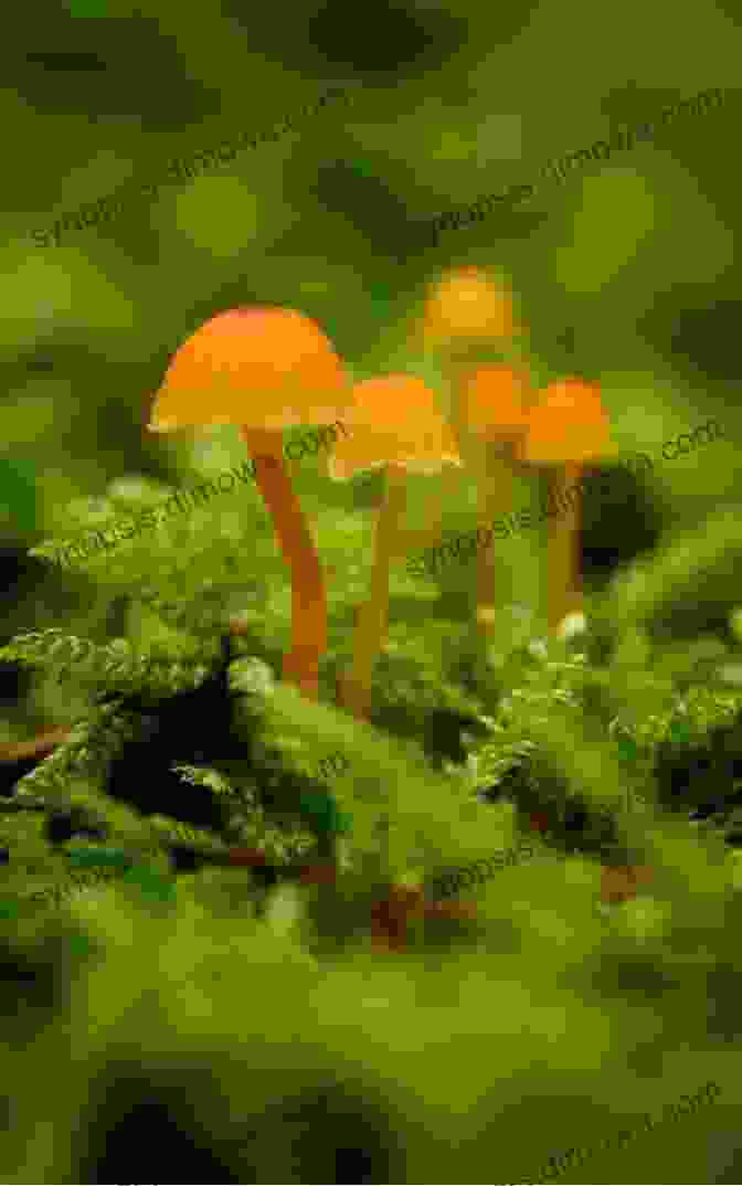 Ancient Japanese Temple Wild Mushrooms: Meeting Eternity (Kunoichi Companion Tales 4)