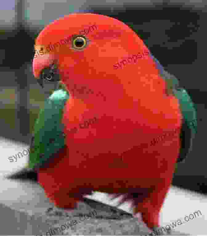 Australian King Parrot AVITOPIA Birds Of Australia