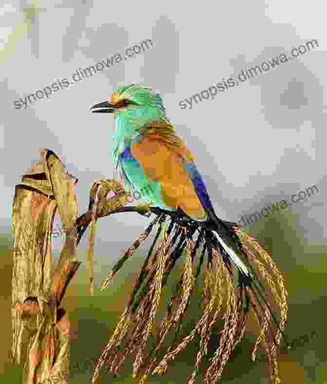 Birds Of The Gambia A Symphony Of Colors And Forms AVITOPIA Birds Of The Gambia