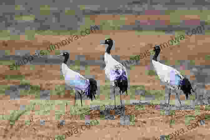 Black Necked Crane, Bhutan AVITOPIA Birds Of Bhutan