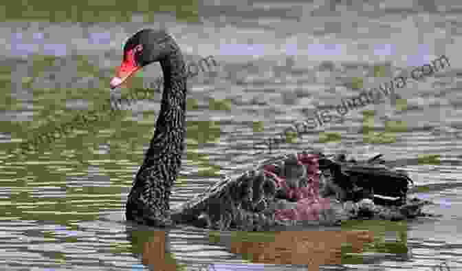 Black Swan AVITOPIA Birds Of Australia