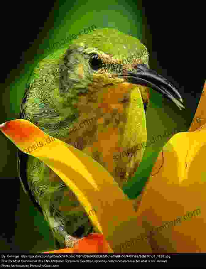 Close Up Of A Colorful Hawaiian Honeycreeper Perched On A Delicate Flower AVITOPIA Birds Of The Hawaiian Islands