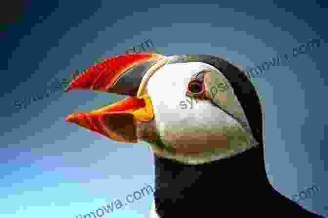 Close Up Of A Puffin With Its Colorful Beak And Eye Markings, Surrounded By Lush Tundra Vegetation AVITOPIA Birds Of Greenland