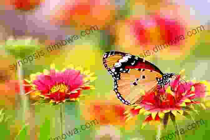 Close Up Of A Vibrant Butterfly Perched On A Wildflower In Ham Tin Wan Ma On Shan Hong Kong Trails (2024): Ham Tin Wan Ma On Shan