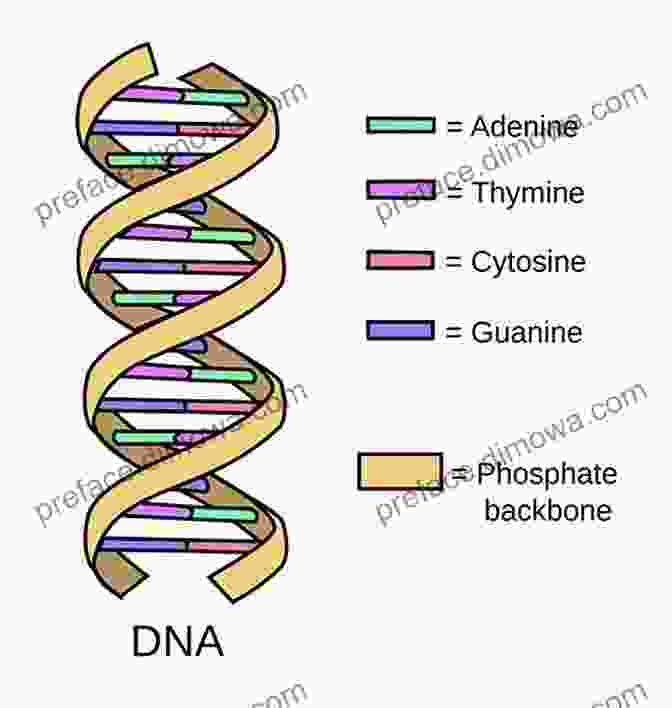 Diagram Of DNA Structure Understand Your Dna: A Guide