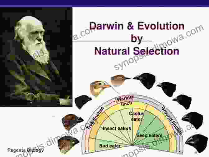 Diverse Species Evolving Over Time, Illustrating Darwin's Theory Of Natural Selection Evolution For Everyone: How Darwin S Theory Can Change The Way We Think About Our Lives