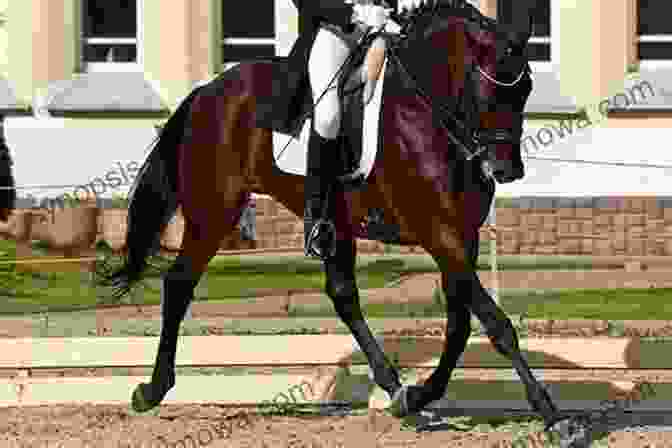 Dressage Horse And Rider Performing A Graceful Routine In An Indoor Arena Dressage In Harmony: From Basic To Grand Prix (Masters Of Horsemanship 4)