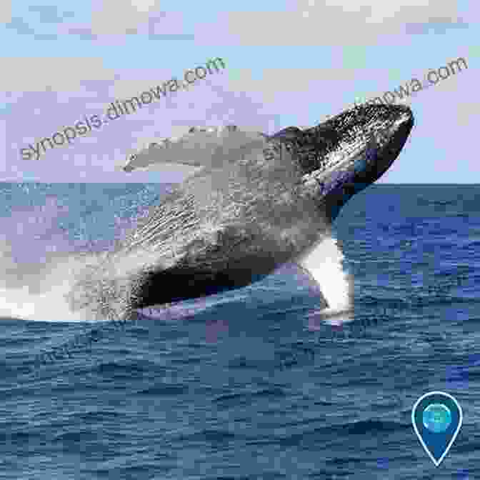 Exhilarating Photo Of A Humpback Whale Breaching The Water, Capturing The Awe Inspiring Power Of Nature CruisePortInsider Guide To Sitka 2024 Lyn Wilkerson