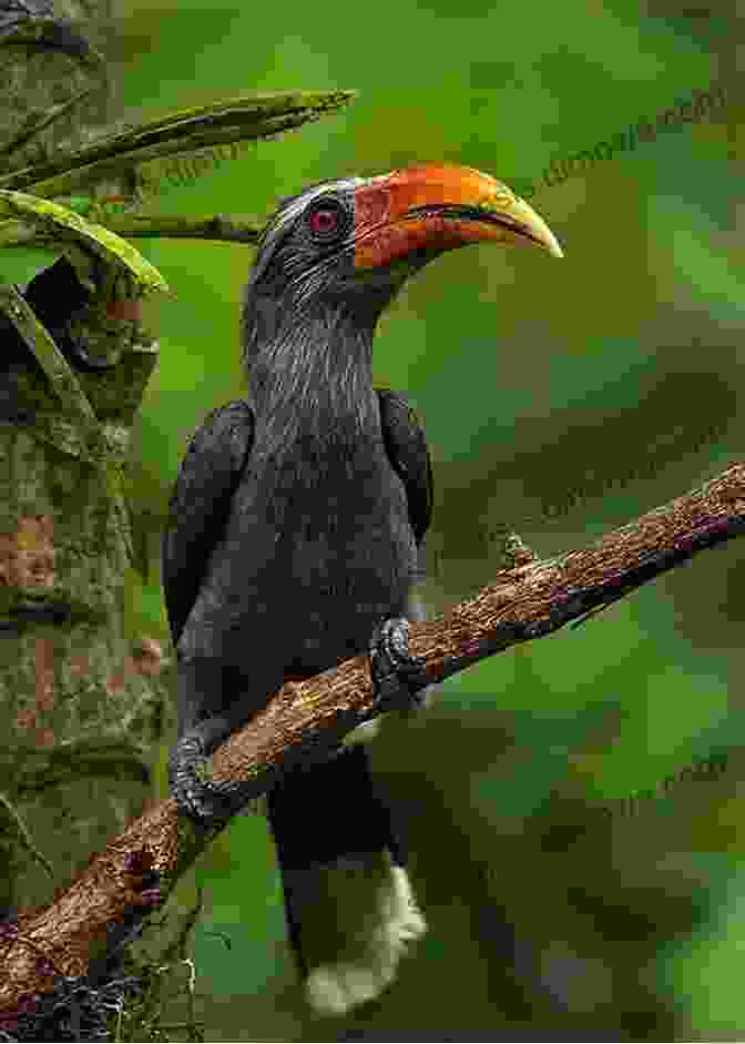 Grey Hornbill With Its Distinctive Beak AVITOPIA Birds Of Malawi