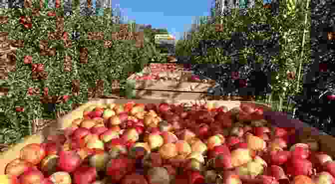 Harvesting Apples In New England From Sea To Sea: A Year Of Work And Travel In Canada